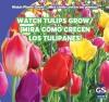 Watch Tulips Grow / ?Mira c?mo crecen los tulipanes!