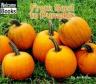 From Seed to Pumpkin - Out of Print