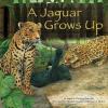 A Jaguar Grows Up