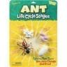 Ant Life Cycle Stages : 1 Unit (6110)