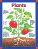 Plants Theme Chart : Poster OUT OF PRINT