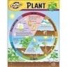 Life Cycle of a Plant Poster T-38179